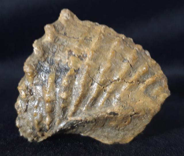 Scaphotrigonia navis (LAMARCK 1819) - Bild &copy; FossNet FossilienStore